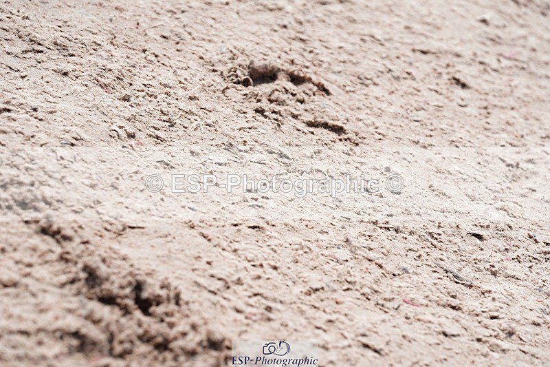 250425-134206-10063 - Cls 34 Young Horse 7yr old