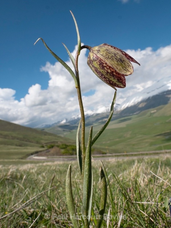 Mountain fritillary (Fritillaria montana ) - Flowers in the Landscape - 1