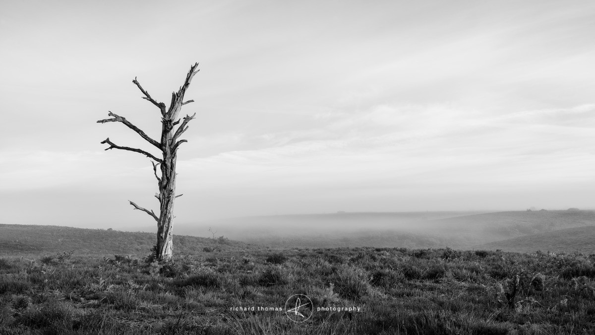 Standing in light - New Forest - Mono Mist Trees