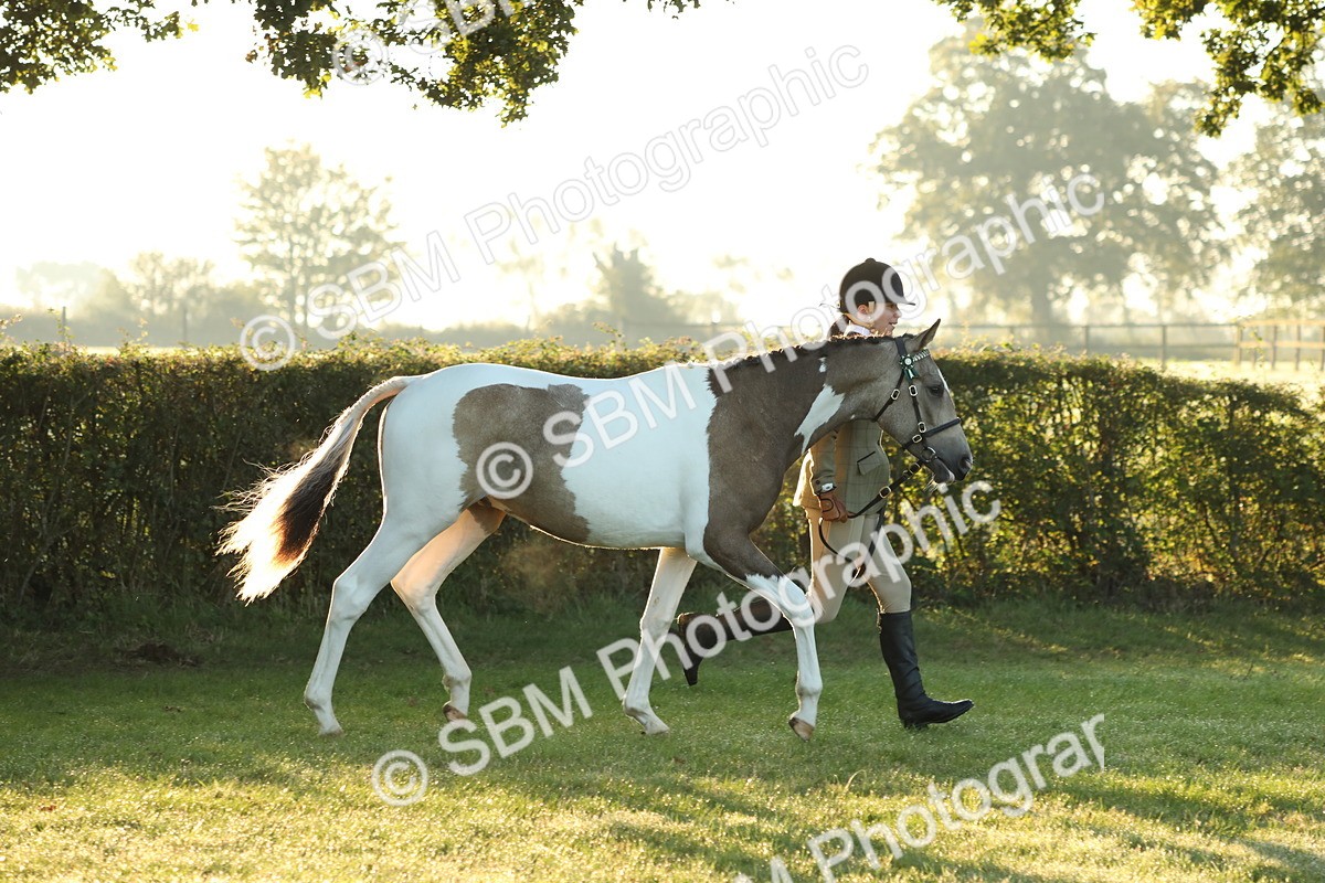 SBM_57794 - S42 - Youngstock