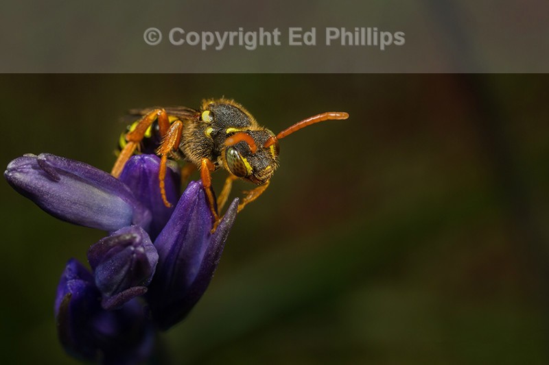 Nomada goodeniana (f)