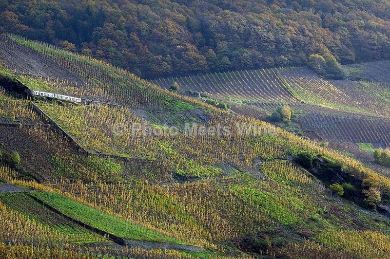  - Vineyards & Vines / Weinberge & Reben