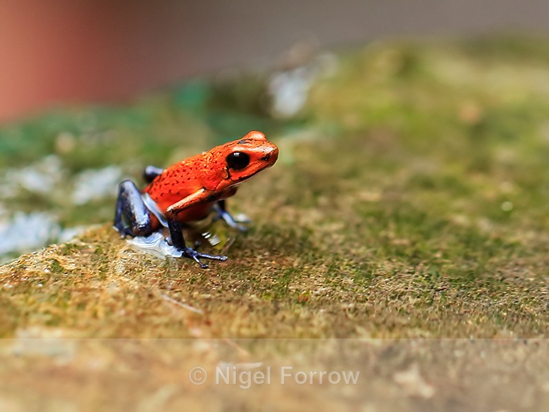 Strawberry Poison Frog, La Paz Waterfall Gardens, Costa Rica - REPTILES & AMPHIBIANS