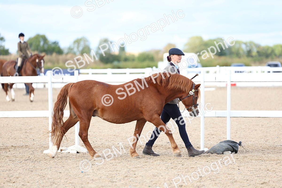 SBM_18684 - Class 317 - IH Pure Bred Horse-Pony