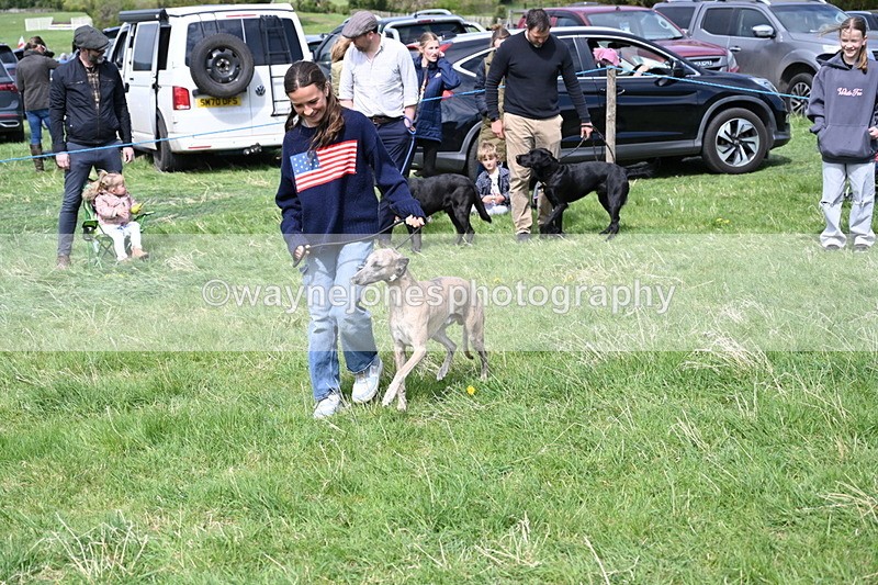 WJ6_9018 - Class 8 Best Working / Gun Dog or Bitch