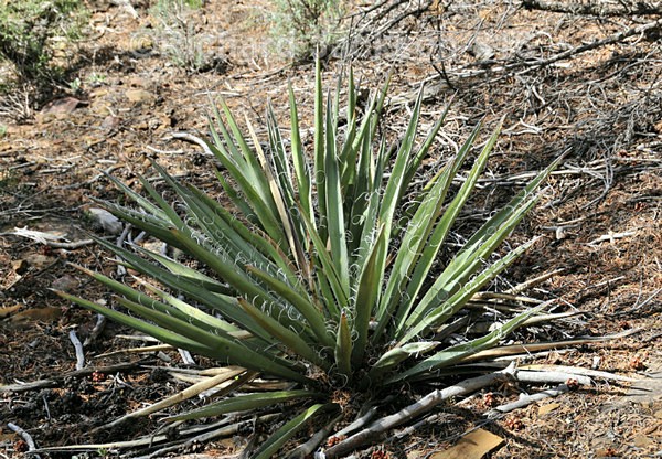 Yucca Plant - Mesa Verde National Park