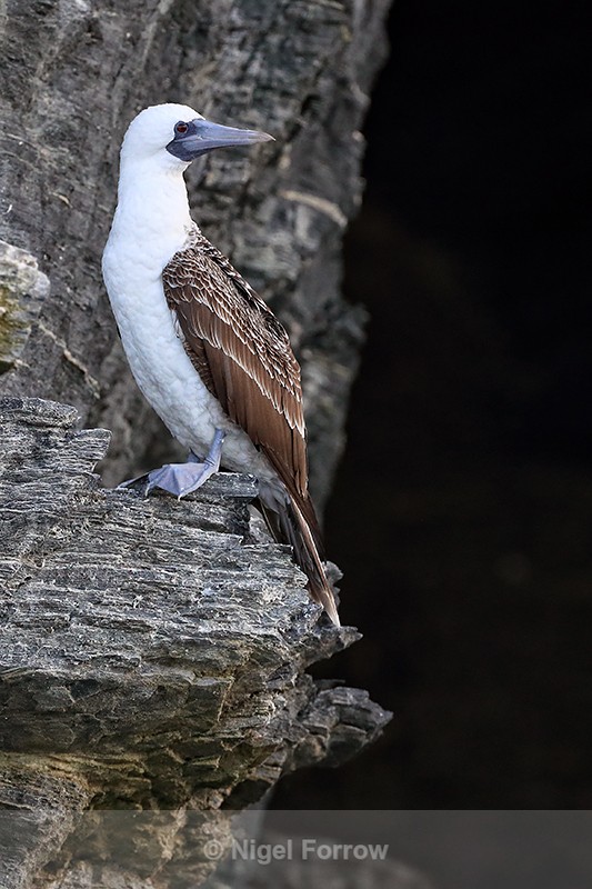 Peruvian Booby on cliff ledge, Chanaral Island, Chile - Peruvian Booby
