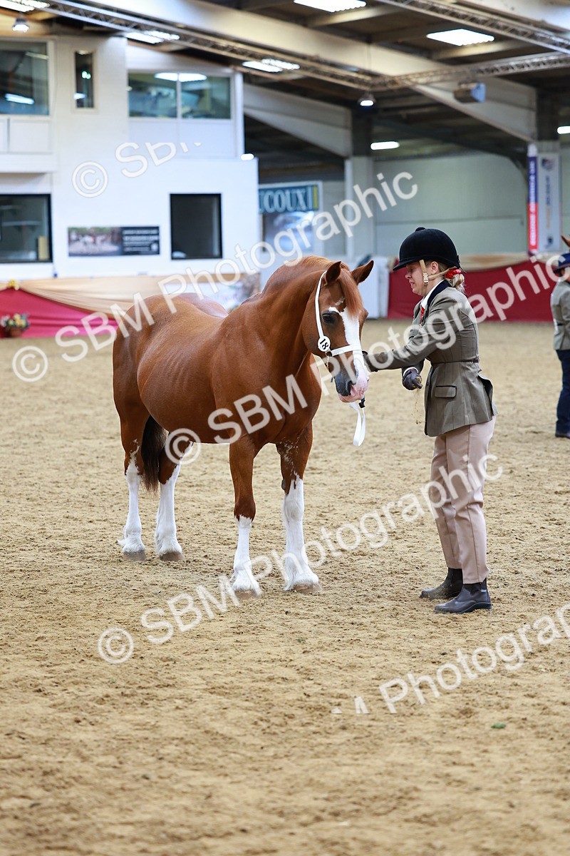 SBM_00554 - Class 3A - IH Pre-Vet