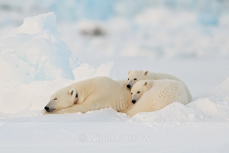 Sleeping female Polar Bear & cubs, Svalbard, Norway - Polar Bear