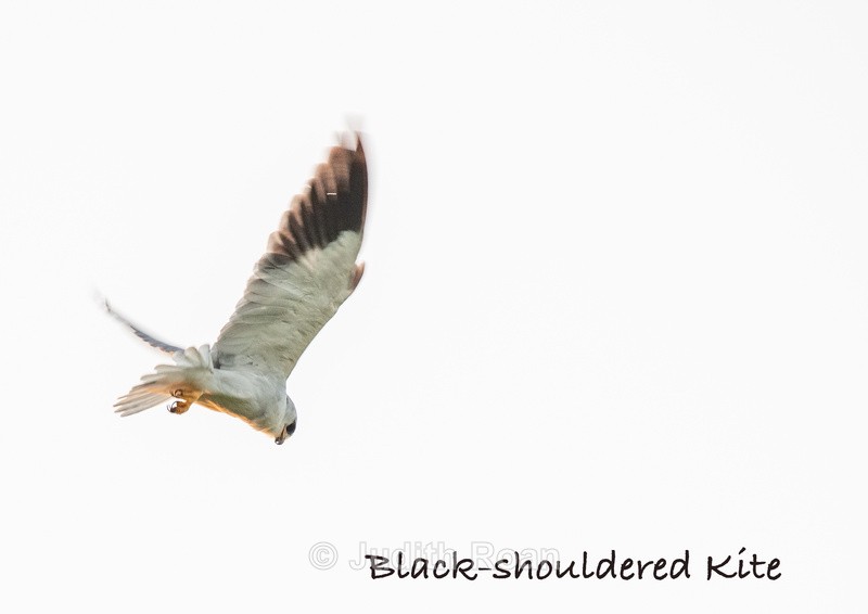  - South Africa Birds and Mammals