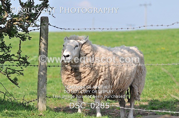DSC_0285 - ARCHIVE REQUEST - Quincy and Guinness