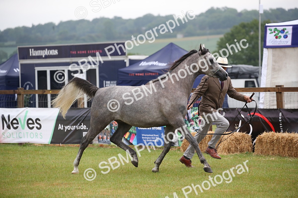SBM_00006 - Class 17-20 - Arab & Part Bred - Anglo Arab In Hand