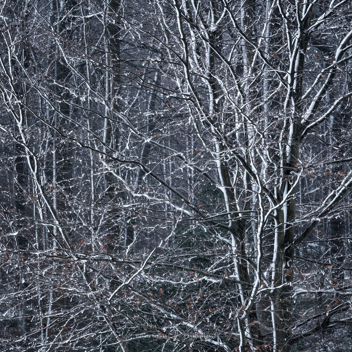 Winter fringe - WINTER