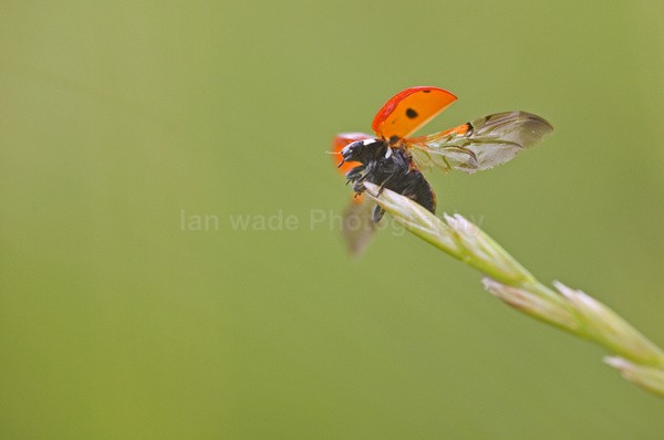  - Insects & Snails, Great Britain