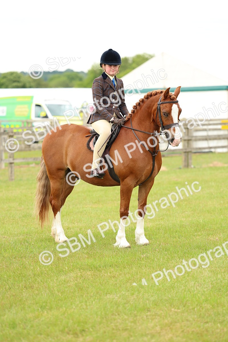 SBM_10398 - Class 44-45 - LIHS BSPS Open Nursery and Cradle Stakes