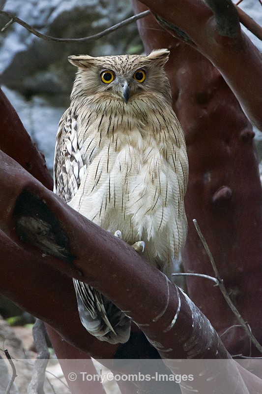 Brown Fish Owl - Foreign Selection