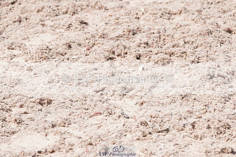 250503-120746-00741 - Cls 21+22 Club and Schools 80cm