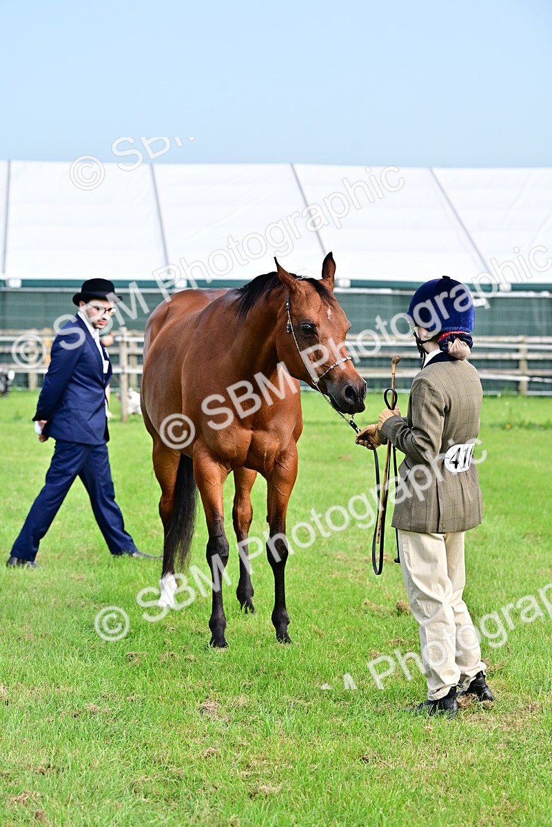 SBM_00022 - Class 46-49 - Arab and Part Bed-Anglo Arab In Hand