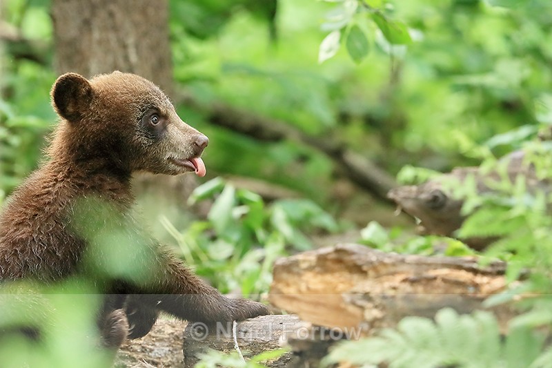 Black Bear cub, tongue out, Minnesota - American Black Bear