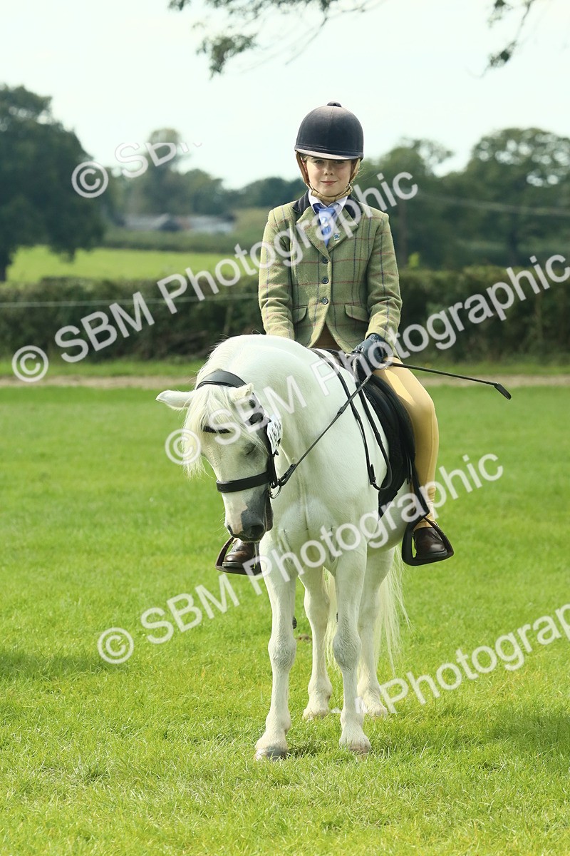 SBM_66425 - S34 - Rehabilitated Rescue Horse & Pony In Hand & Ridden