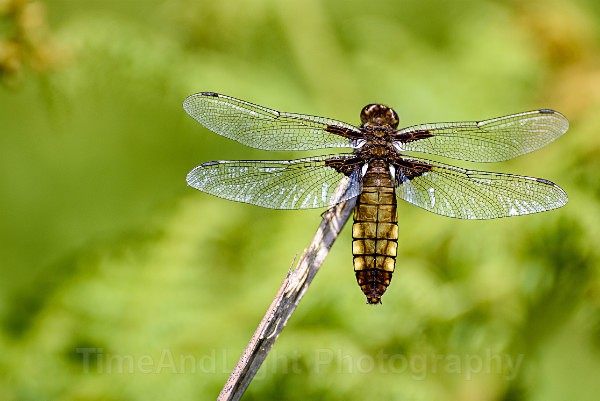 Female Broad Bodied chaser - Dragonflies & Damselflies