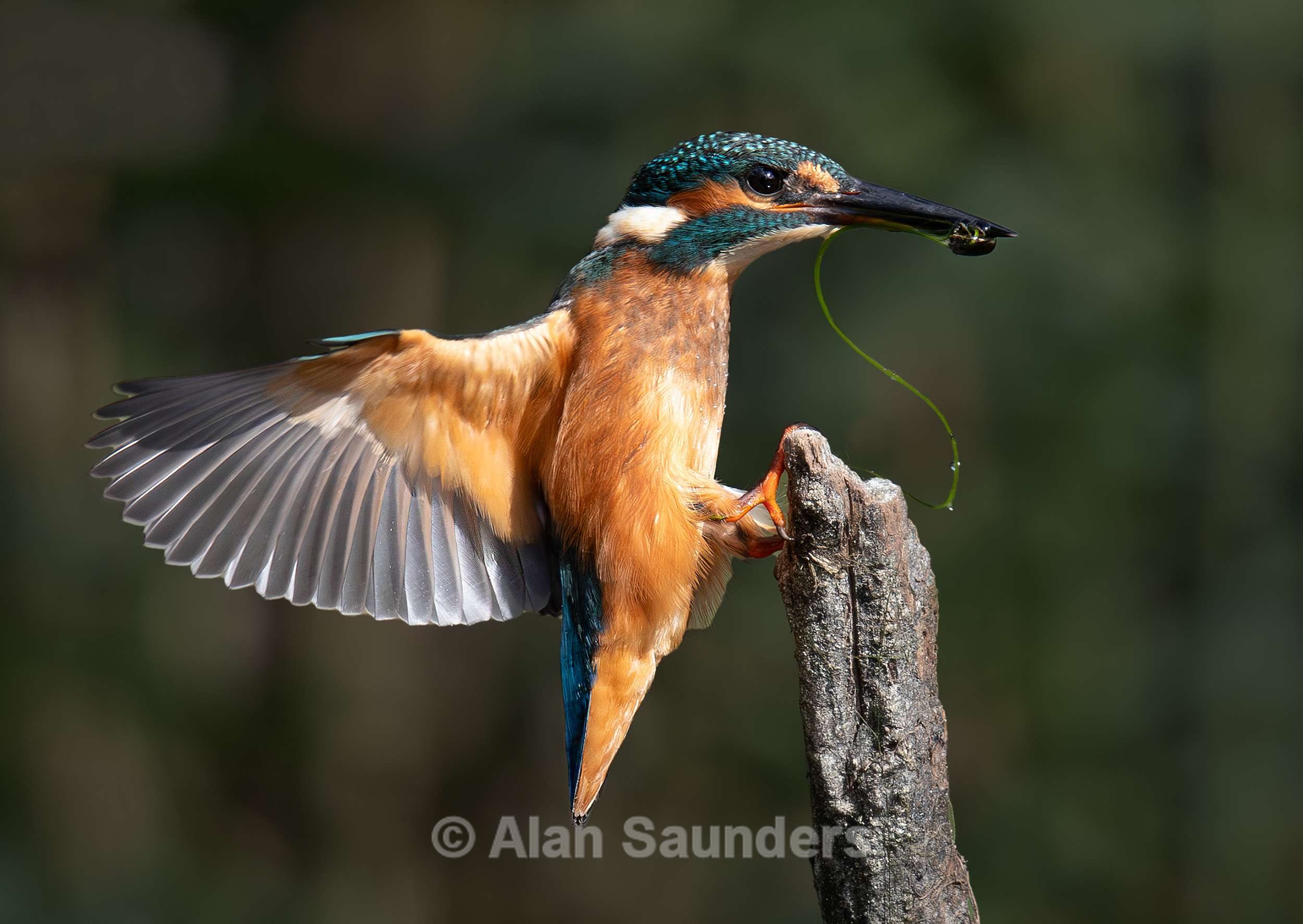 Common Kingfisher 1