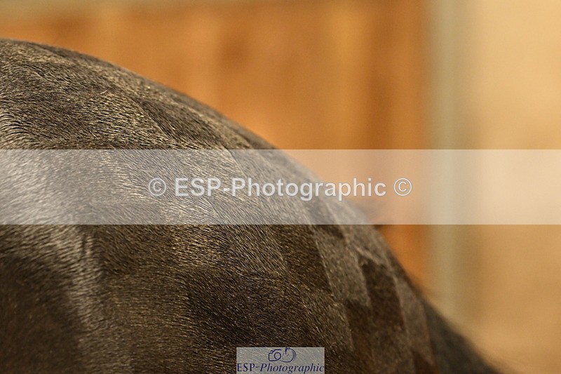 240809A-092840-00084 - Stable Shots