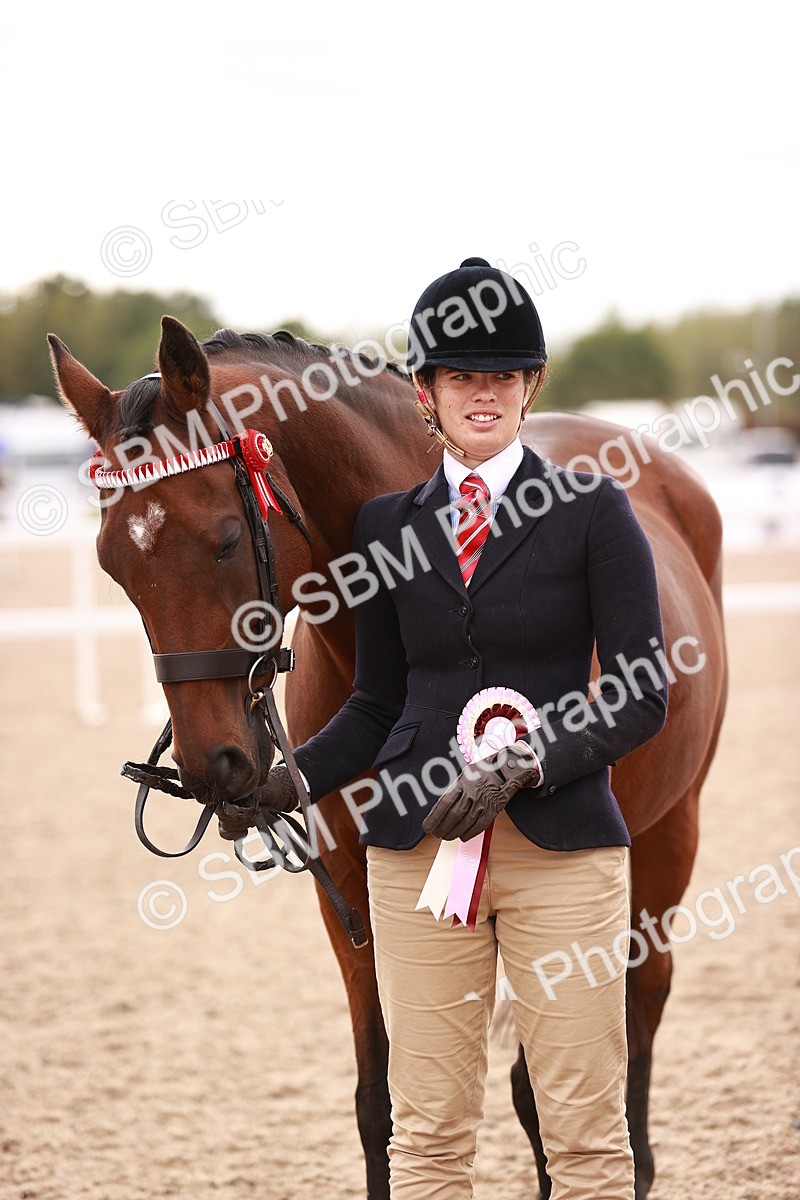 SBM_16252 - Class412 - Handsome Gelding (IH  or Ridden) Adult