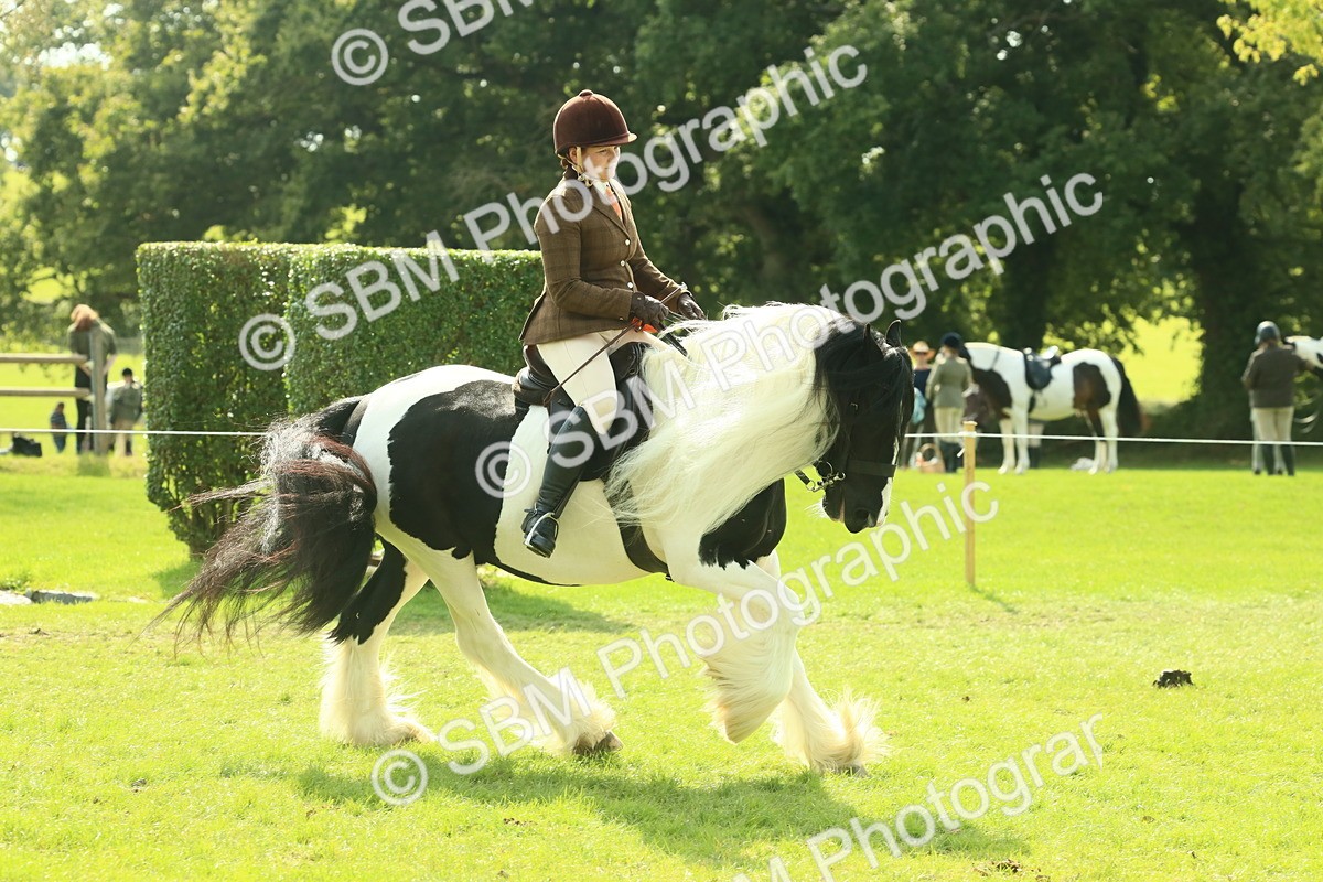 SBM_68787 - S58 - Mini Show Cob Ridden