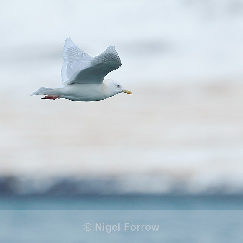 Iceland Gull (adult) flying, Grundarfjörður, Iceland - Iceland Gull