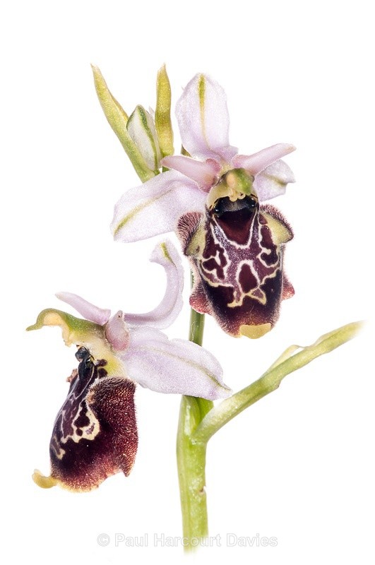  - WB: Orchids - Ophrys