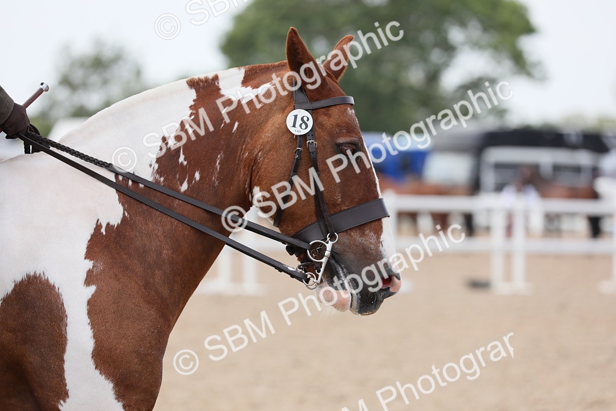 SBM_13395 - Class 308 Ridden Coloured Horse