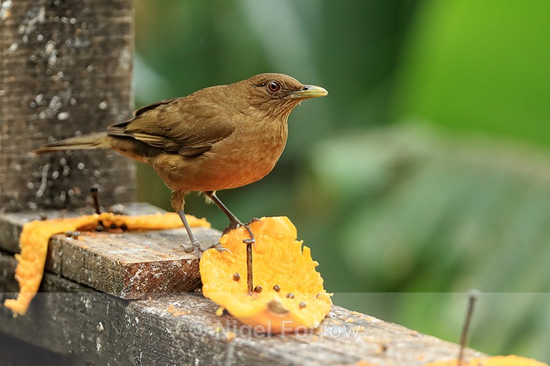 Clay-coloured Thrush at feeder, Buena Vista, Costa Rica - Clay-coloured Thrush