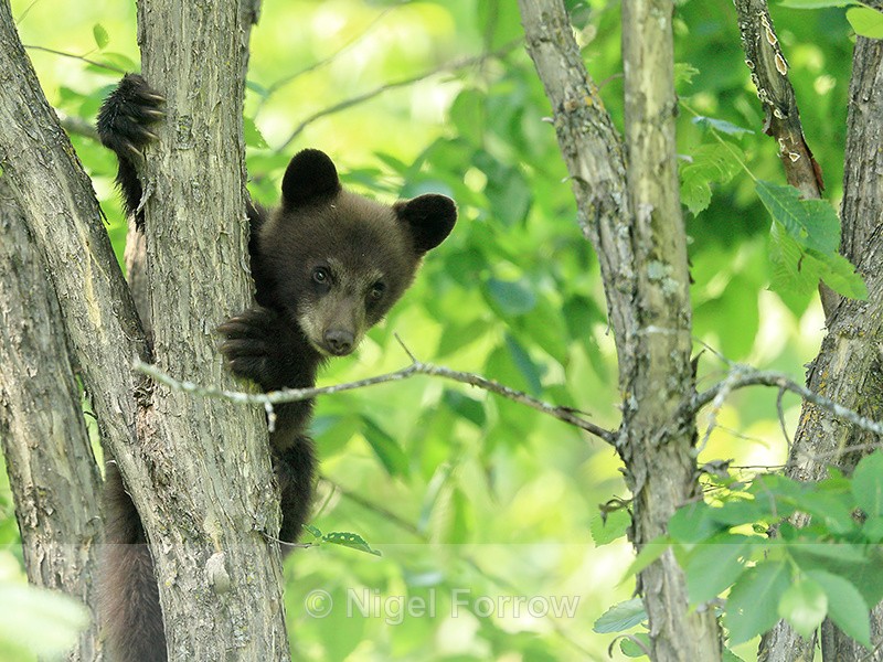 Black Bear cub peers out from tree, Minnesota, USA - American Black Bear