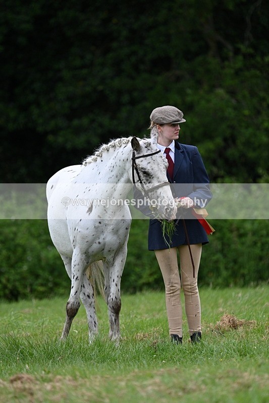 WJ7_4520 - Class 14B Prettiest Mare