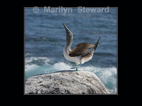 Blue-footed booby - Galapagos Islands