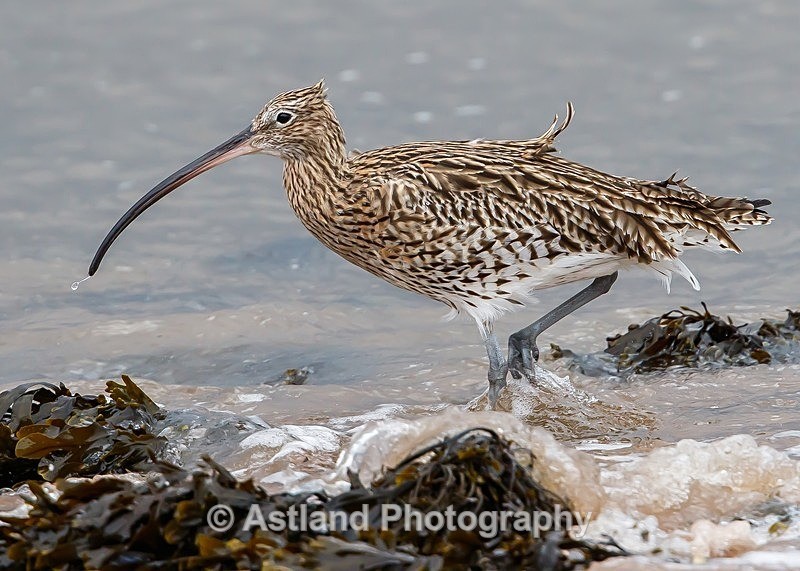Astland Photography, Bird and Wildlife Images, Susan and Peter Wilson, U.K.