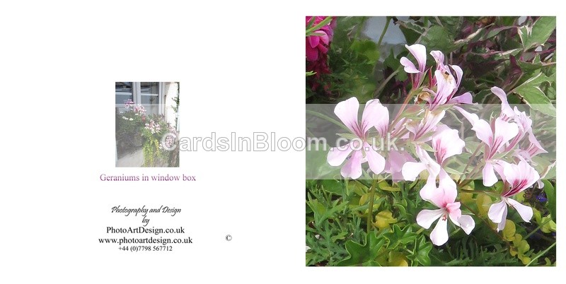 005 Trailing Geranium - FLORAL GREETING CARDS