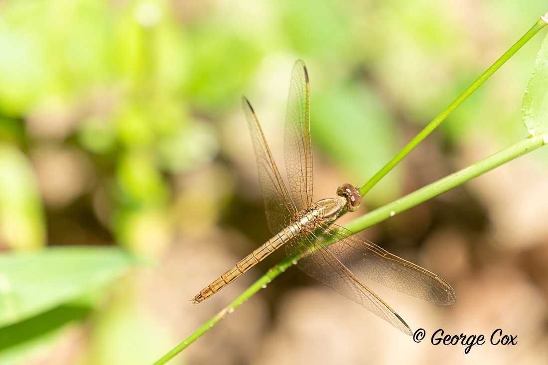 Ruddy Meadow Skimmer - Sri Lanka