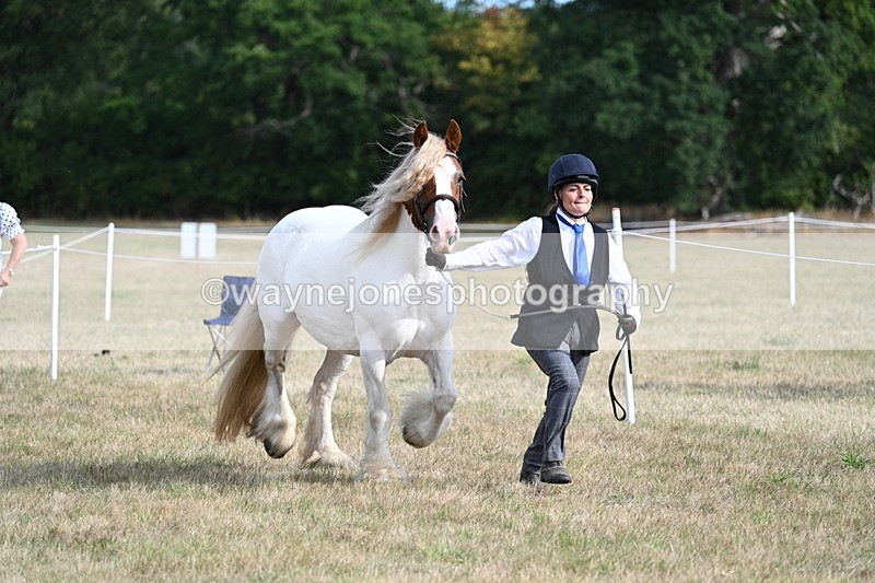WJ7_8150 - In-hand Championship