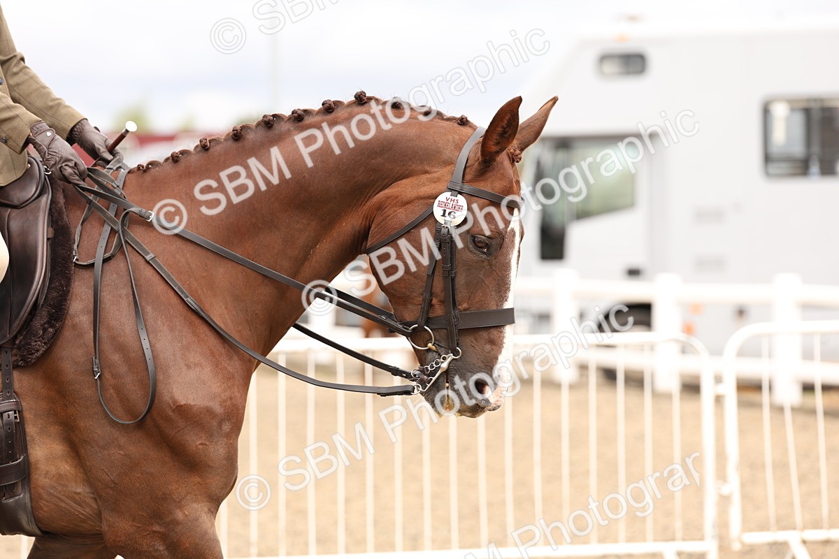 SBM_02765 - Class 53 - Ridden Competition Horse/Pony