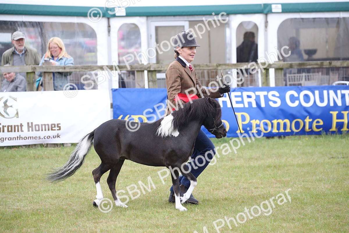 SBM_03844 - Class 23-25 - British Miniature Horse of the Year