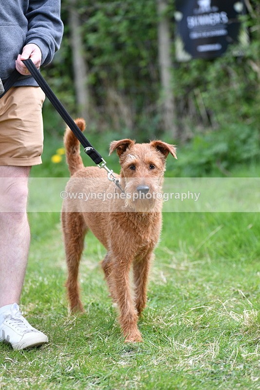 WJ5_9507 - Class 3 Most Handsome Dog