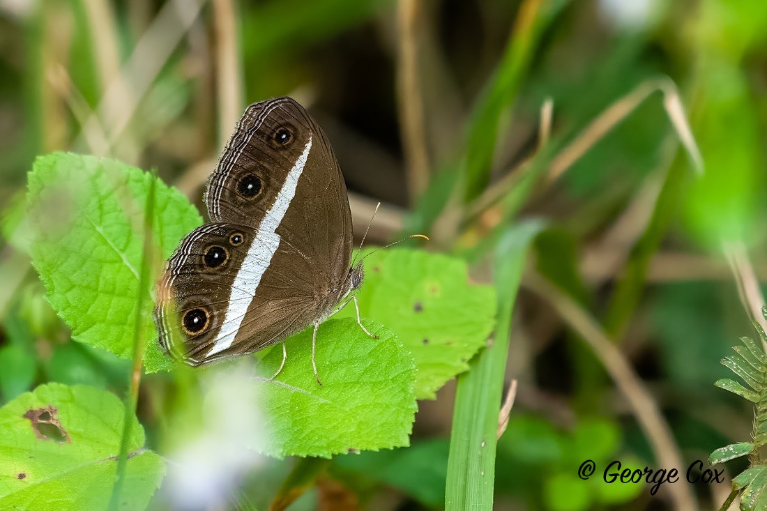 Medus Brown - Sri Lanka