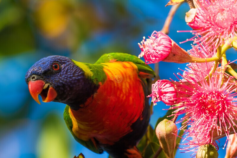 Lorikeet in Gum Tree 3 - Lorikeets