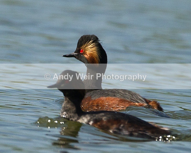 20110410-IMG_3206 - Black-necked Grebe