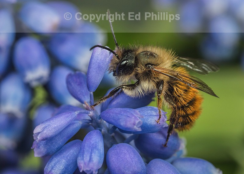 Osmia bicornis (m)