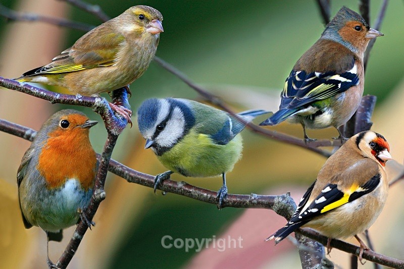 Garden Birds Composite - Birds