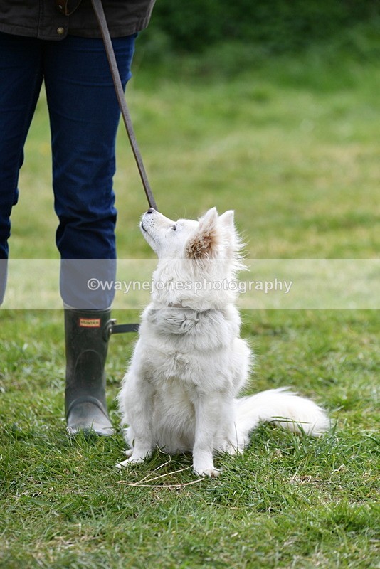 WJ5_9324 - Class 1 Best Cross Breed / Heniz 57