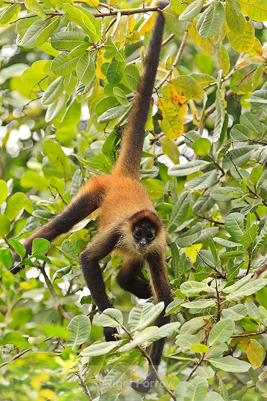 Spider Monkey in a tree above Turtle Beach Lodge, Tortuguero - Monkey